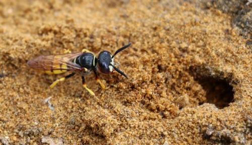 Philanthus triangulum